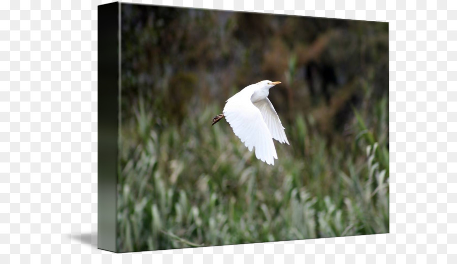 Egret Du Bétail，Aigrette PNG