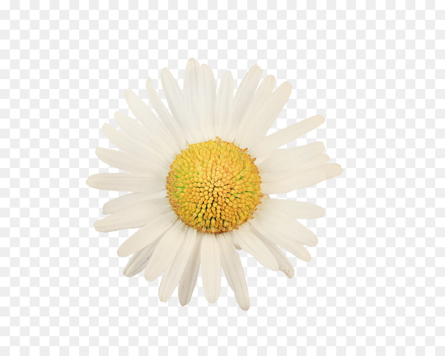 Fleur Blanche，Marguerite PNG