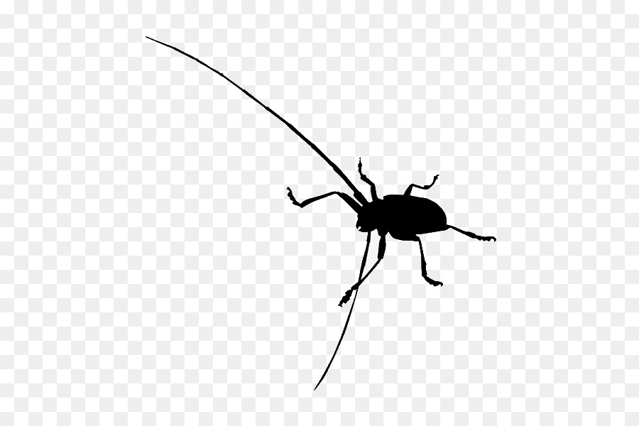 Silhouette D'insecte，Bogue PNG