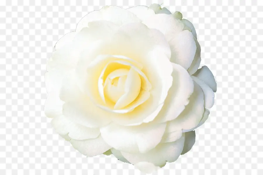 Roses De Jardin，Roses De Centifolia PNG