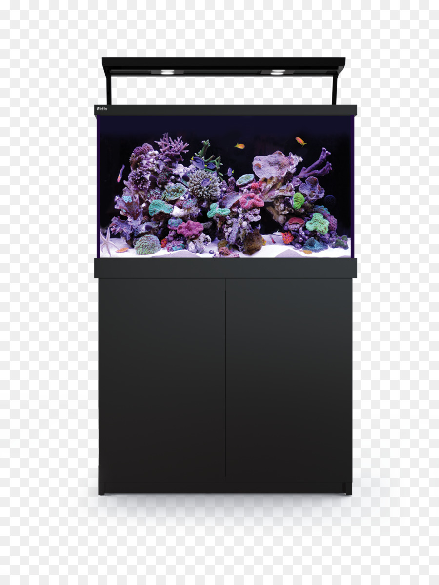 De La Mer Rouge，Aquarium Récifal PNG