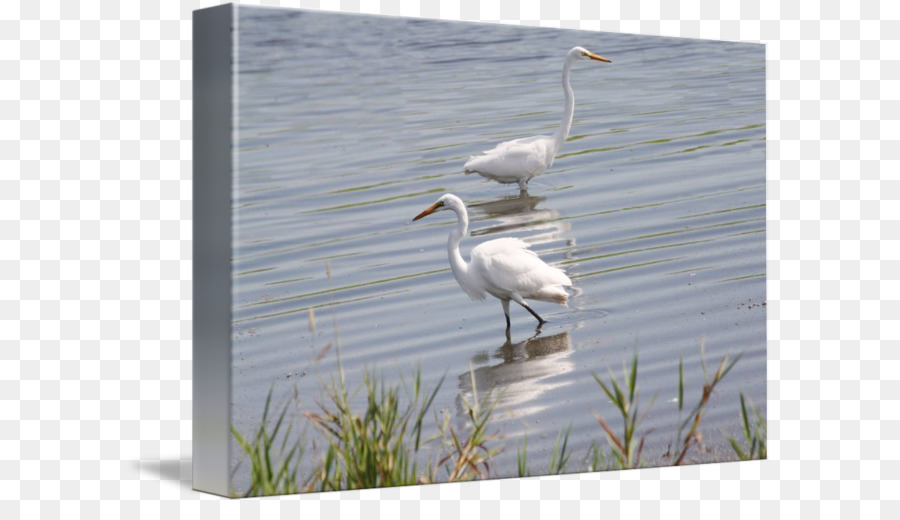 Grande Aigrette，Oiseau PNG