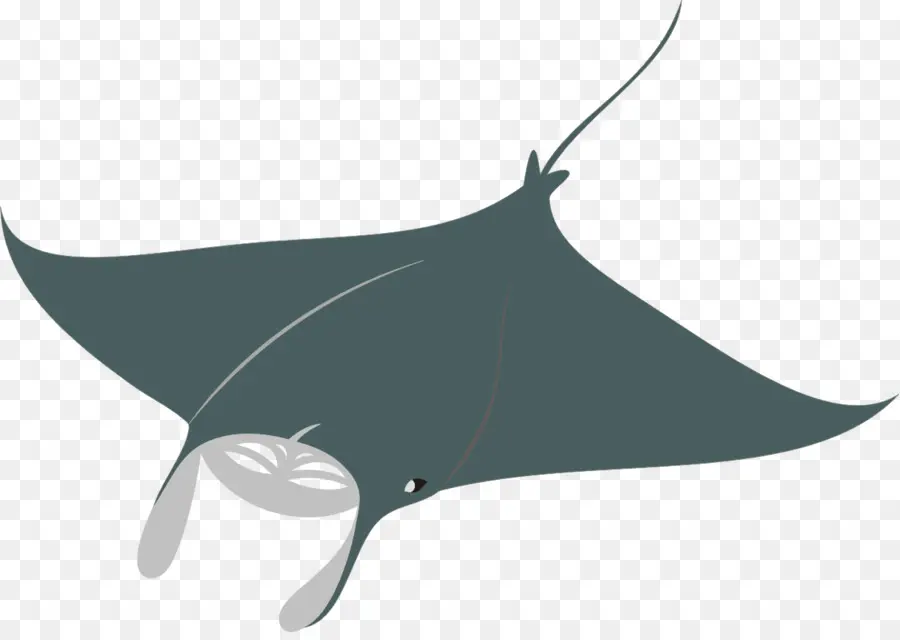 Requin，Le Géant De Raie Manta Océanique PNG