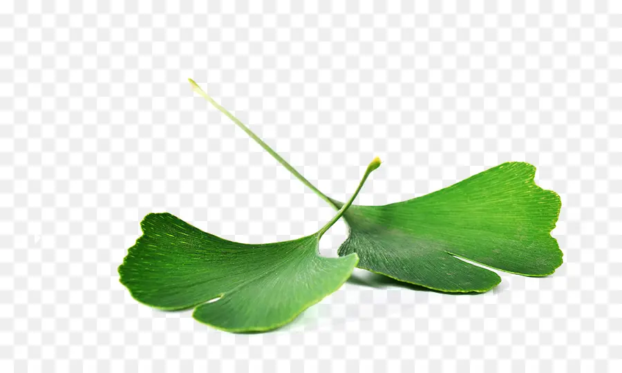 Feuille De Ginkgo，Usine PNG