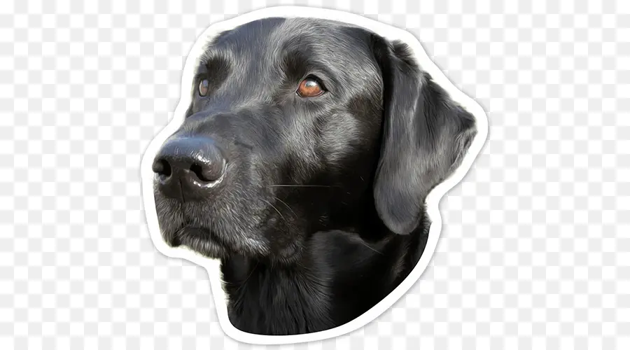 Chien Noir，Animal De Compagnie PNG