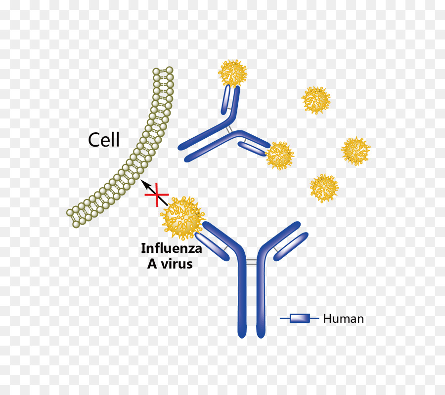 L Adalimumab Humira，Le Facteur De Nécrose Tumorale Alpha PNG