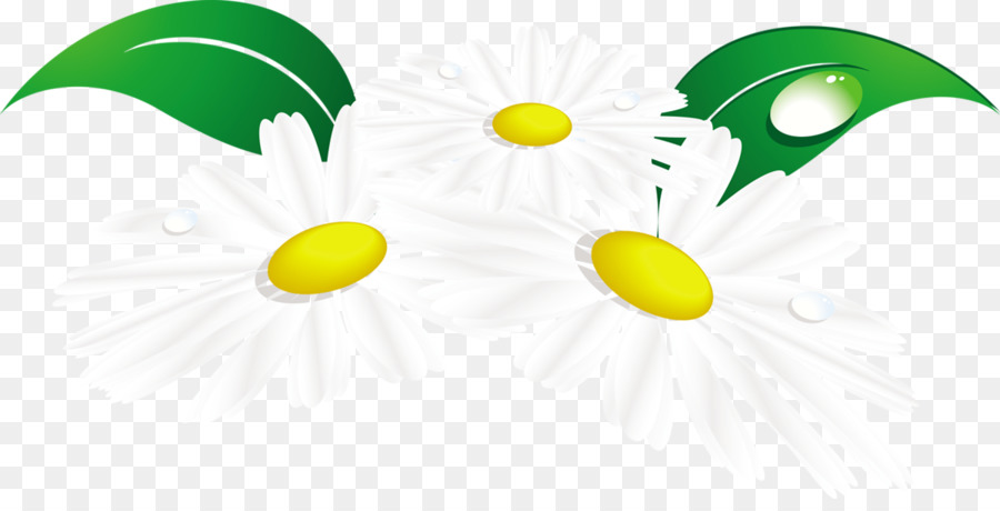 Marguerites，Blanc PNG