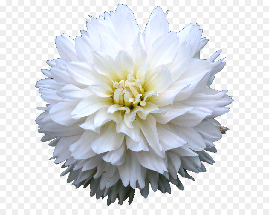 Fleur Blanche，Nature PNG