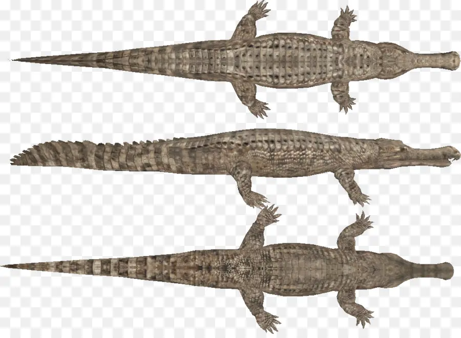 Crocodiles，Reptile PNG