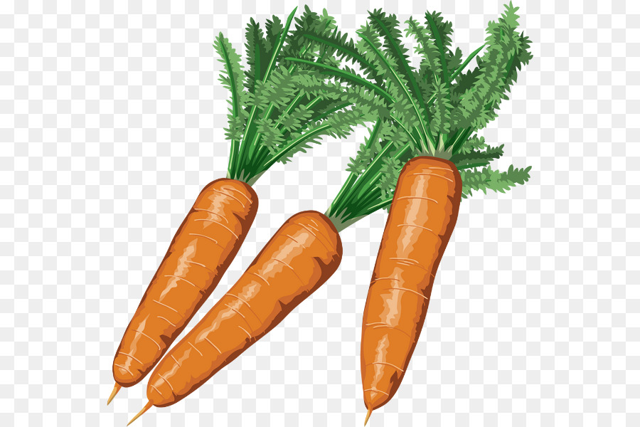 Carottes，Racine PNG