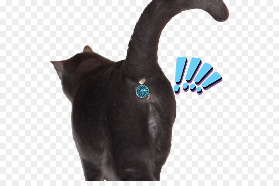 Chat，Animal De Compagnie PNG