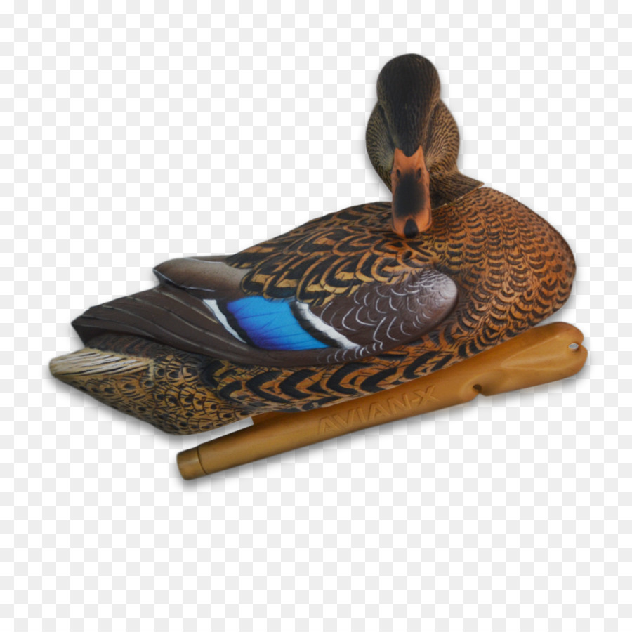 Mallard，Canard PNG