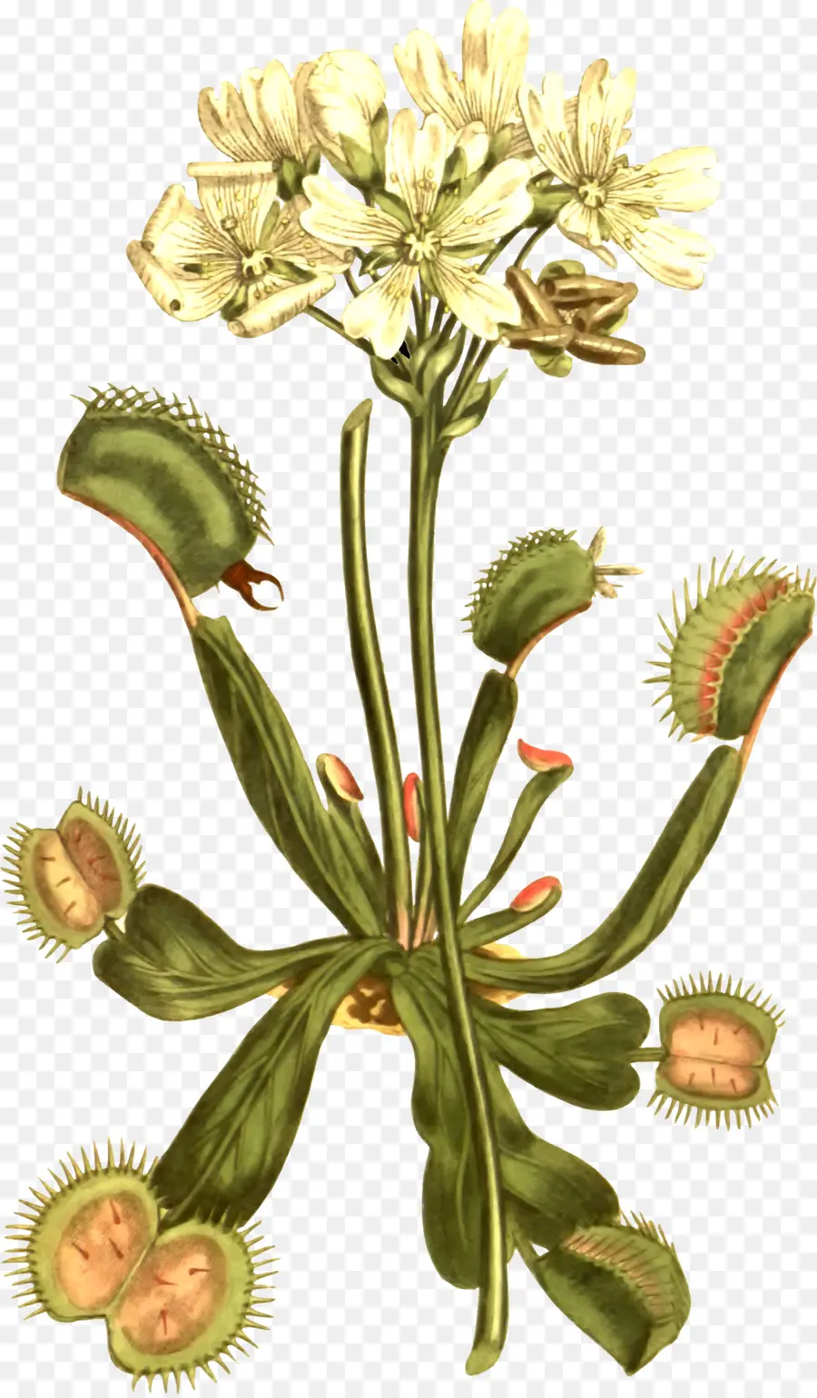 Vénus Flytrap，Plante Carnivore PNG