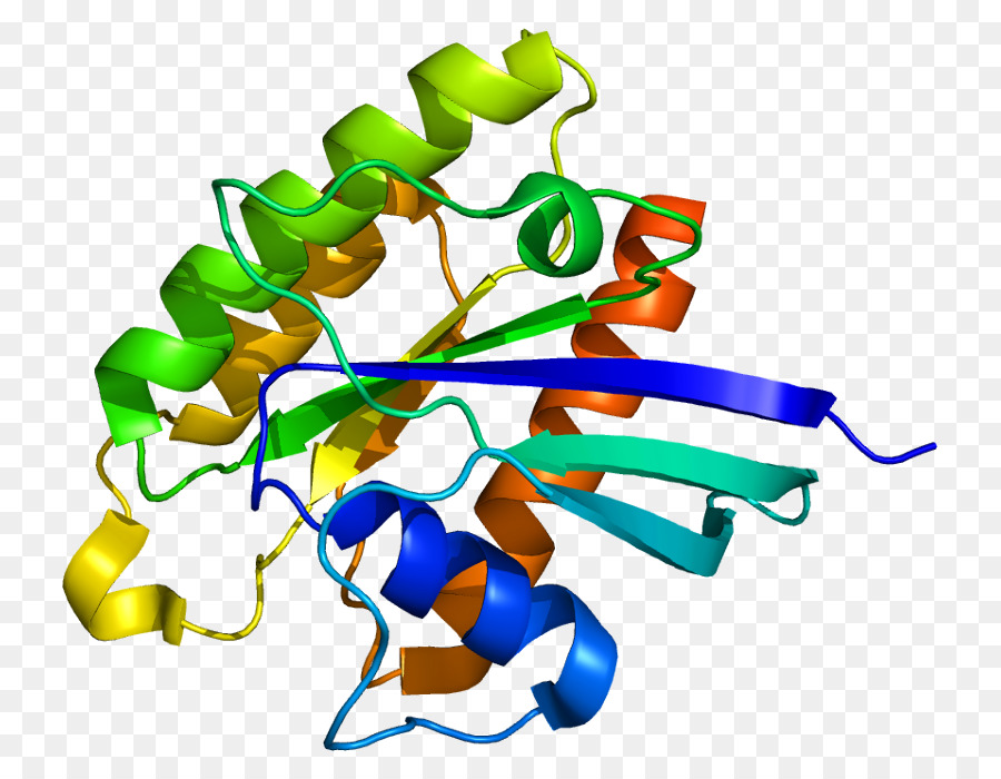 Structure Protéique Colorée，Protéine PNG