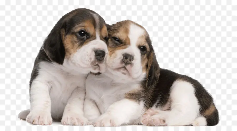 Chiots，Chiens PNG