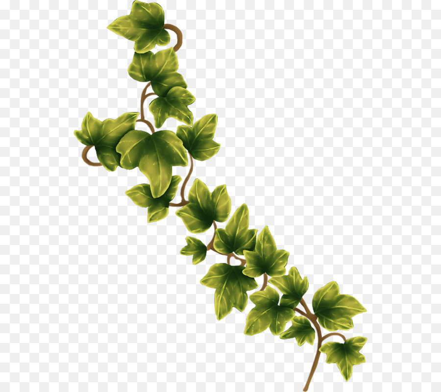 Lierre Vert，Feuilles PNG