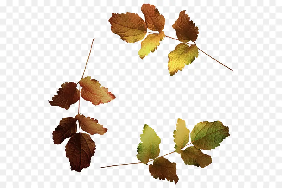 Feuilles D'automne，Feuilles PNG