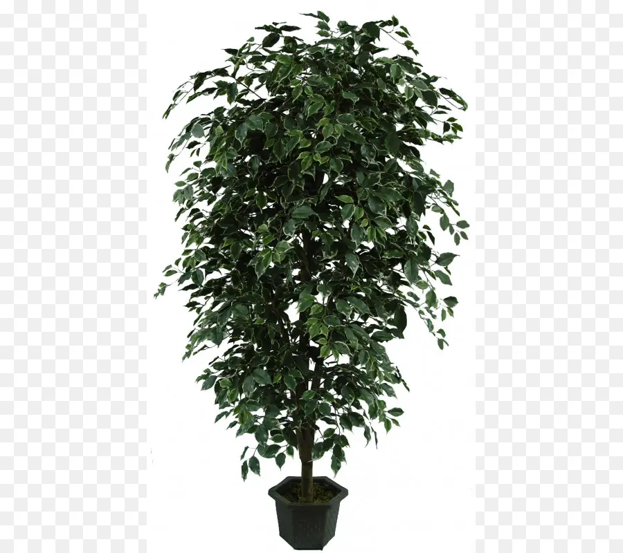 Plante En Pot，Vert PNG