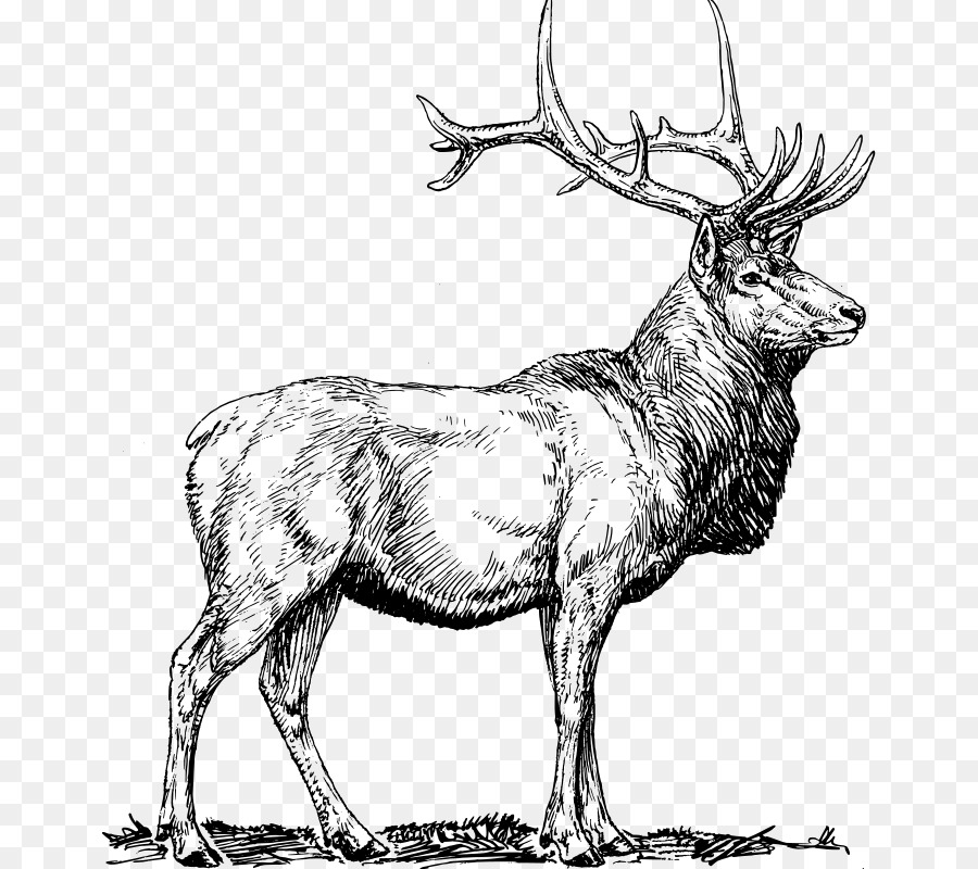 Elk，Dessin PNG