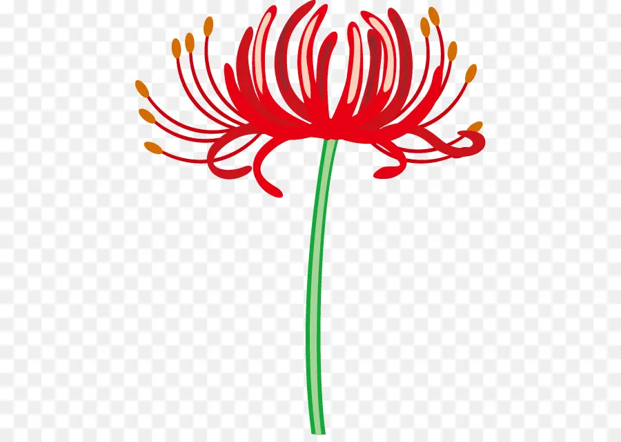 Araignée Rouge Lily，Design Floral PNG