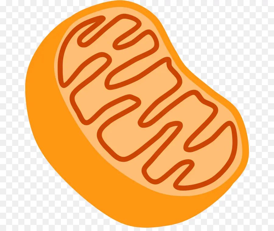 Mitochondrie，Cellule PNG