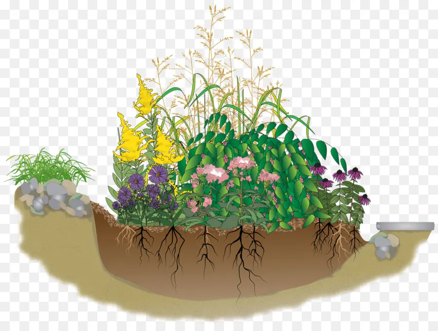 Plantes，Racines PNG