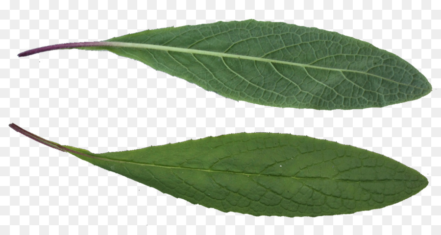 Feuille Verte，Usine PNG