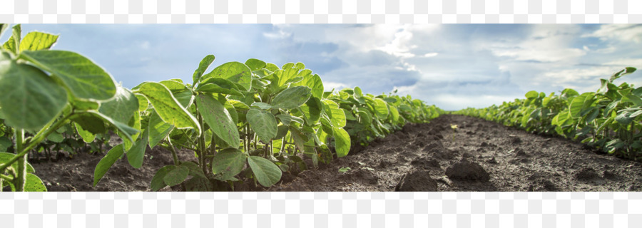 Champ De Soja，Plantes PNG