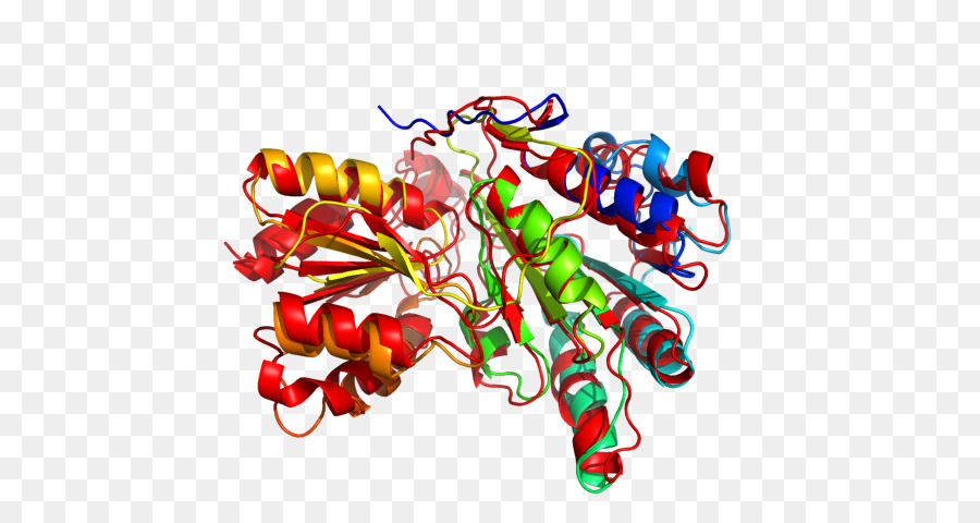 Structure Des Protéines，Molécule PNG