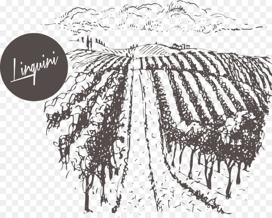 Dessin De Vigne，Vignoble PNG