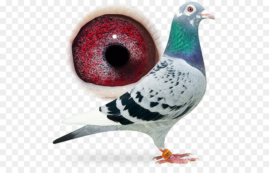 Pigeon，Oiseau PNG