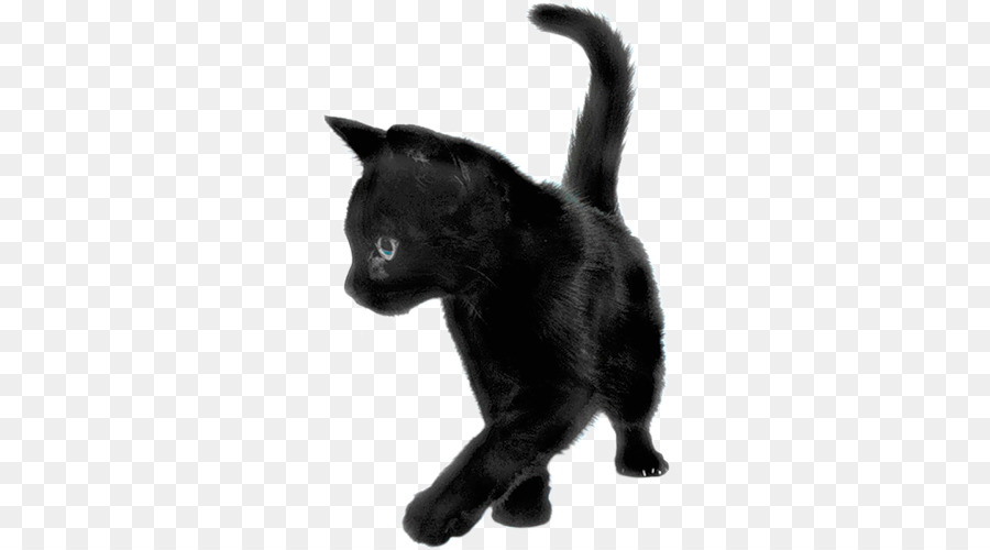 Chat Noir，Animal De Compagnie PNG