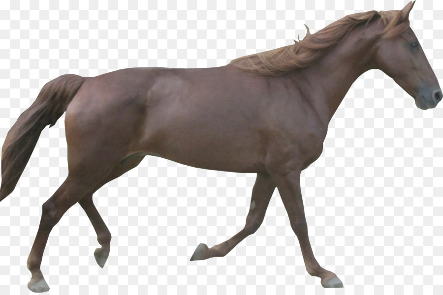 Cheval，Équin PNG