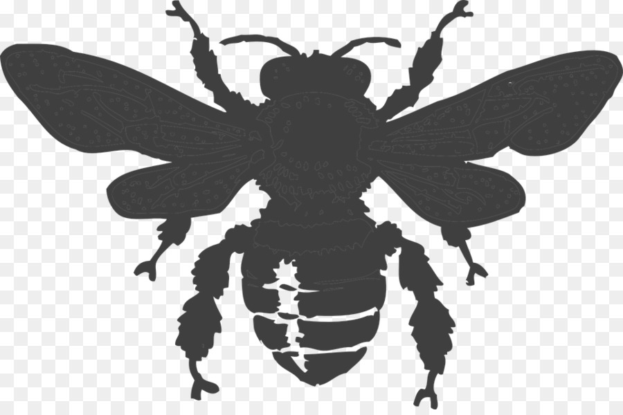 Abeille，Insecte PNG