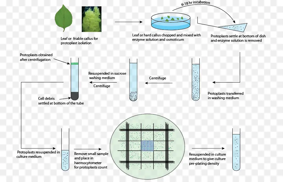 De Protoplastes，Centrifugeuse PNG