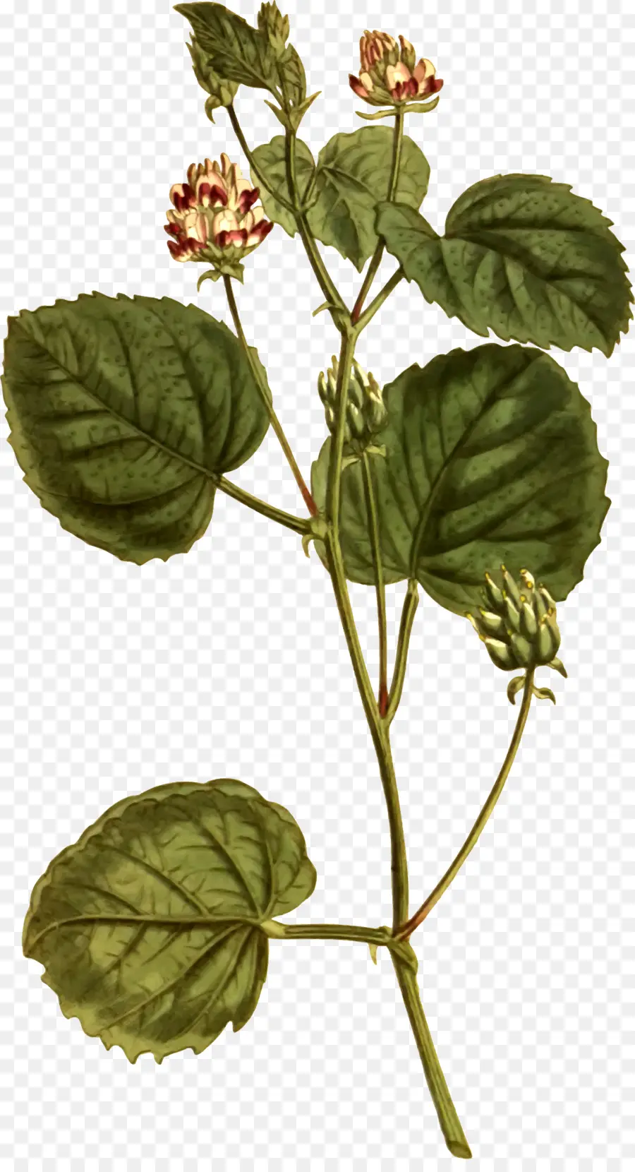 Illustration De La Plante，Feuilles PNG