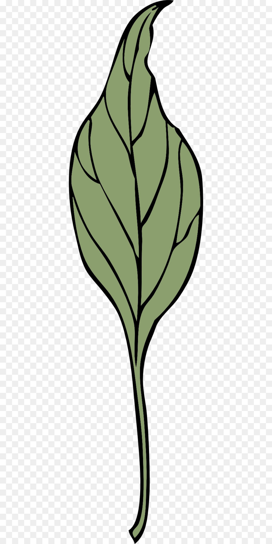 Le Papier Peint Du Bureau，Ivy PNG