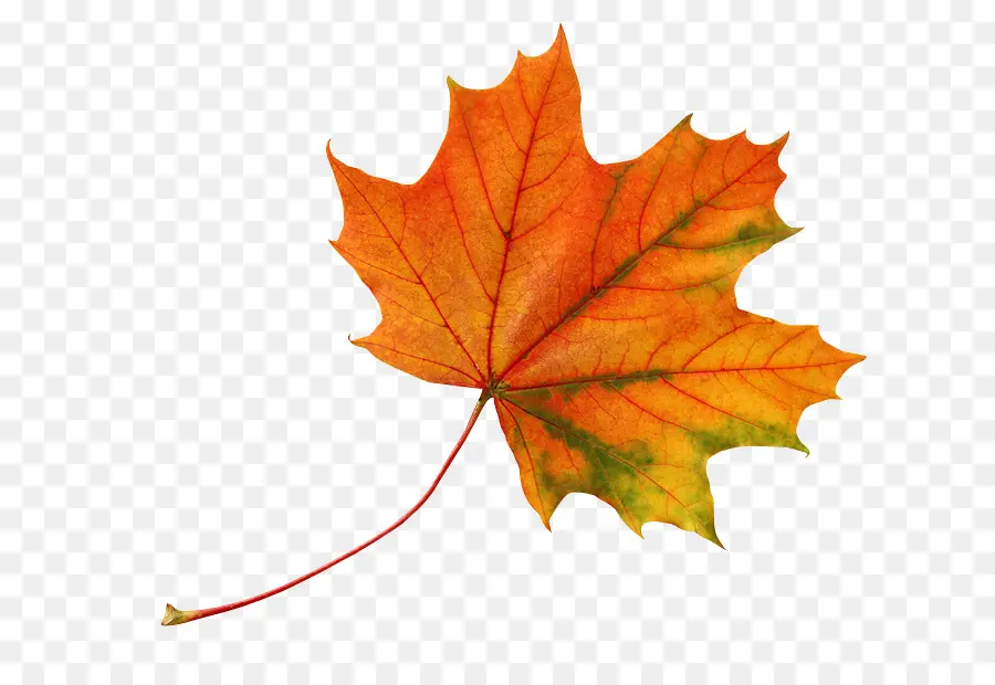 Feuilles D'automne，Automne PNG