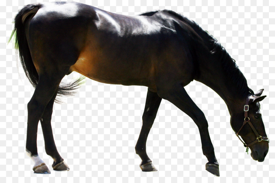 Cheval，Crinière PNG