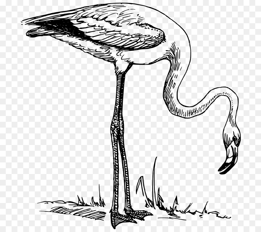 Flamingo，Dessin PNG