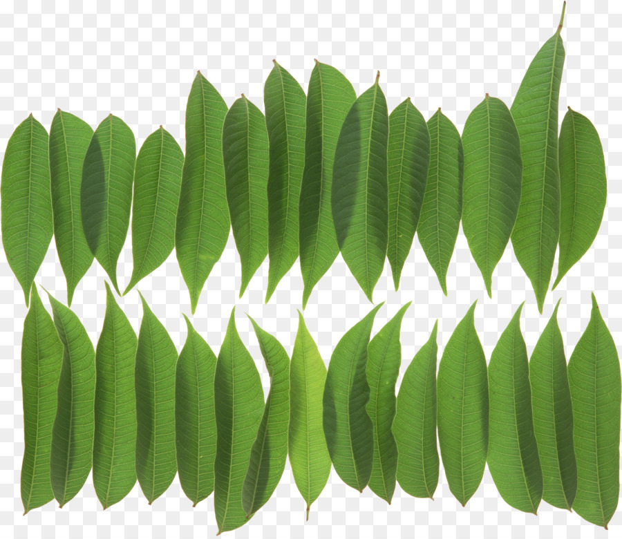 Feuille Verte，Nature PNG