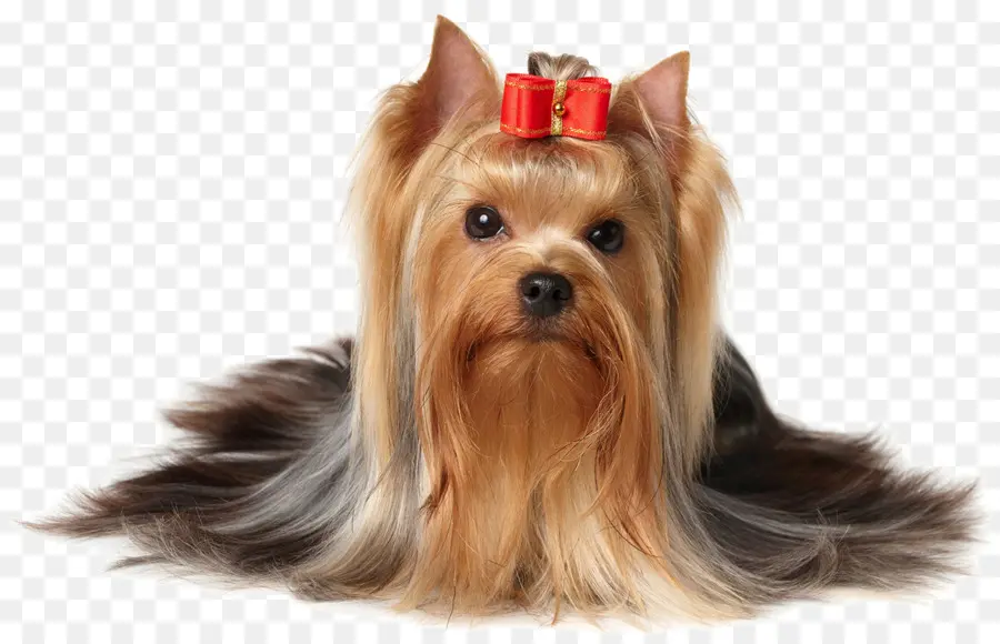 Yorkshire Terrier，Animal De Compagnie PNG