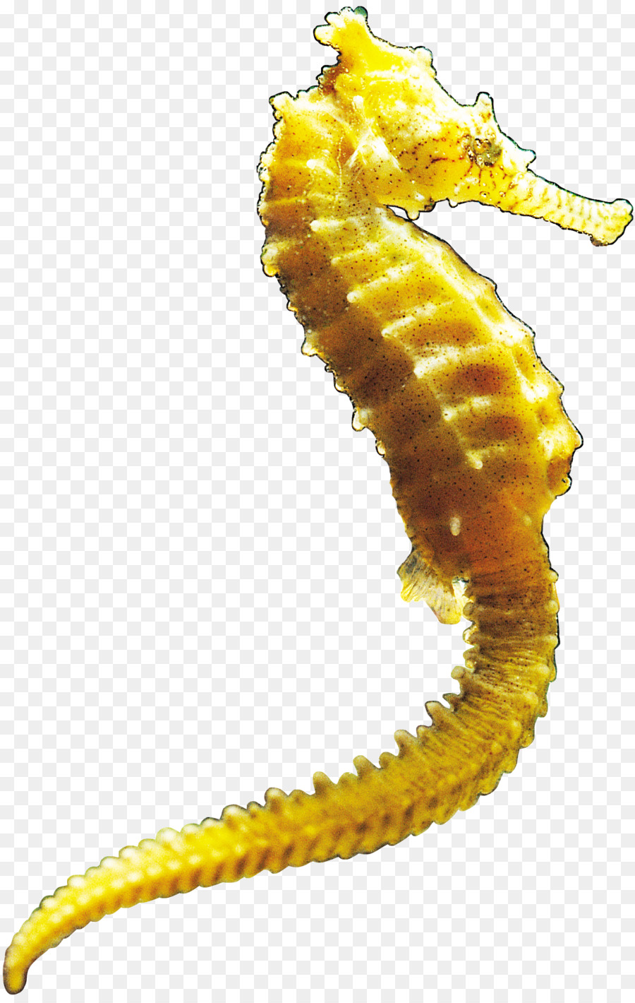 Hippocampe，Marin PNG