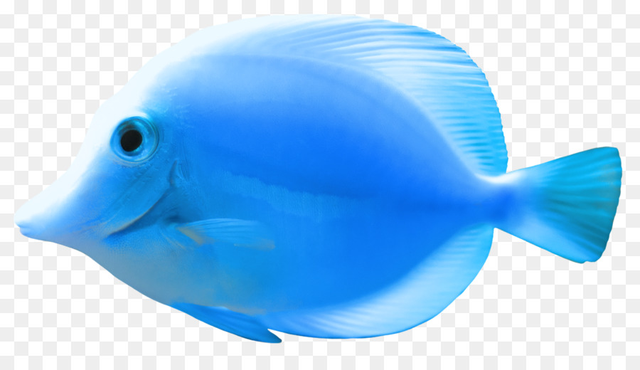 Poisson，Aquatique PNG