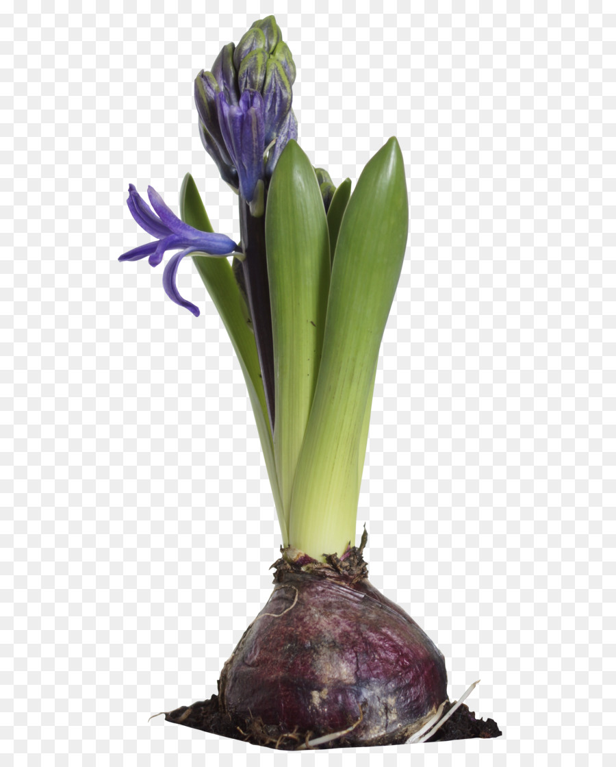 Bulbe à Fleurs，Floraison PNG