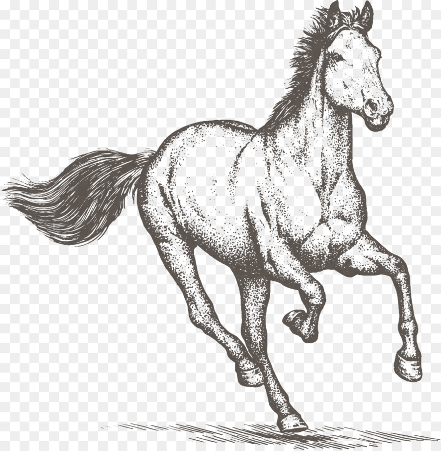 Cheval，Esquisser PNG