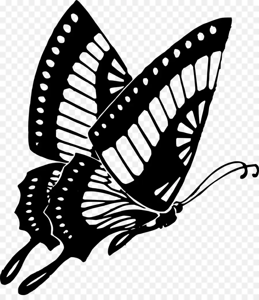 Papillon，Insecte PNG