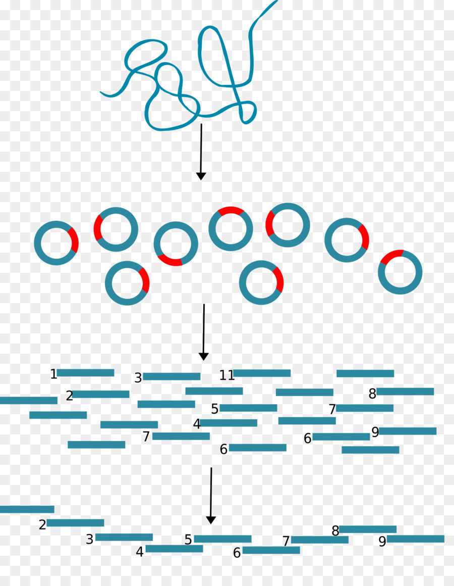 Clonage Moléculaire，L Adn PNG