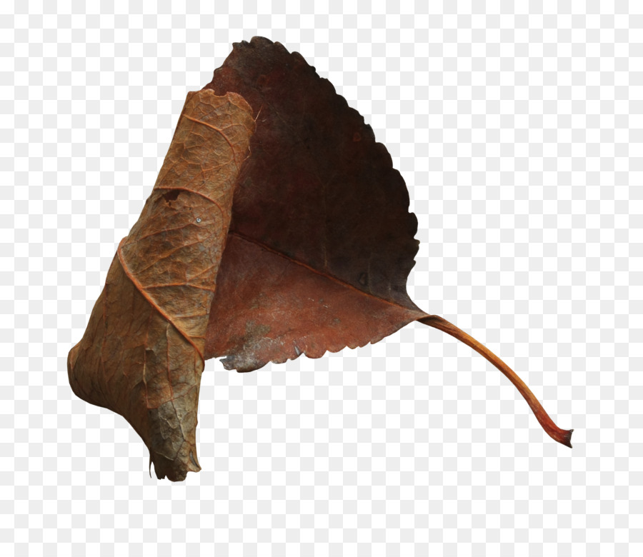 Feuille，Brun PNG