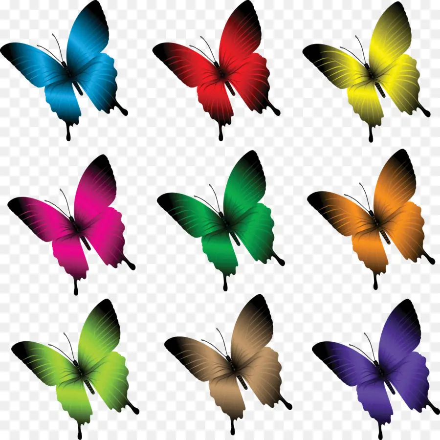 Papillons，Coloré PNG